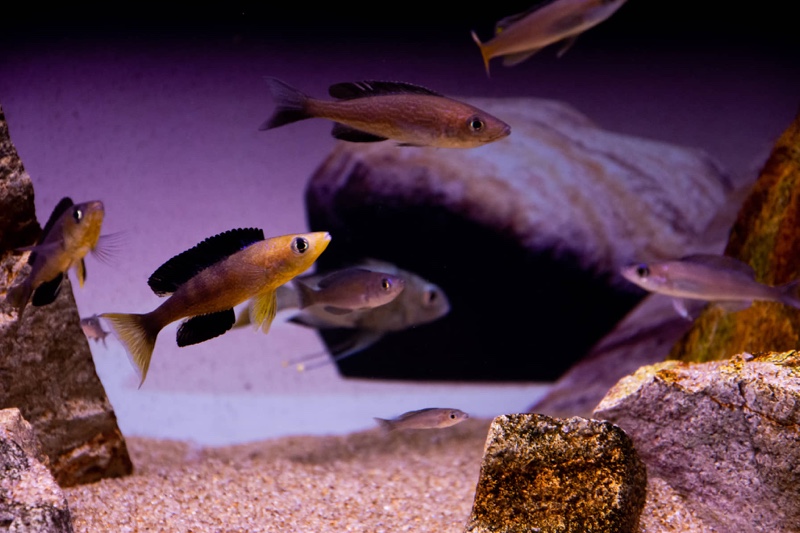 Cyprichromis microlepidotus 'Bulu Point'